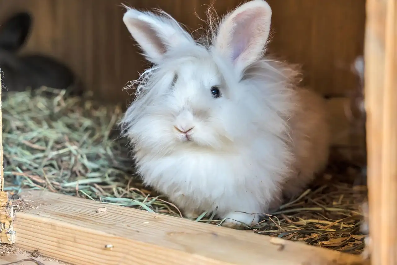 Fluffy white bunny in its hutch