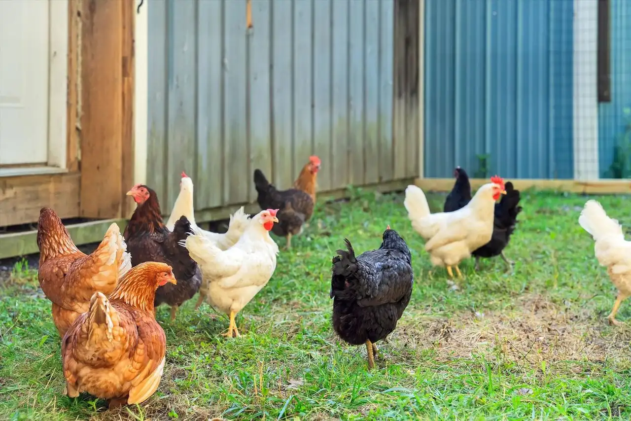 Hens in the coop yard