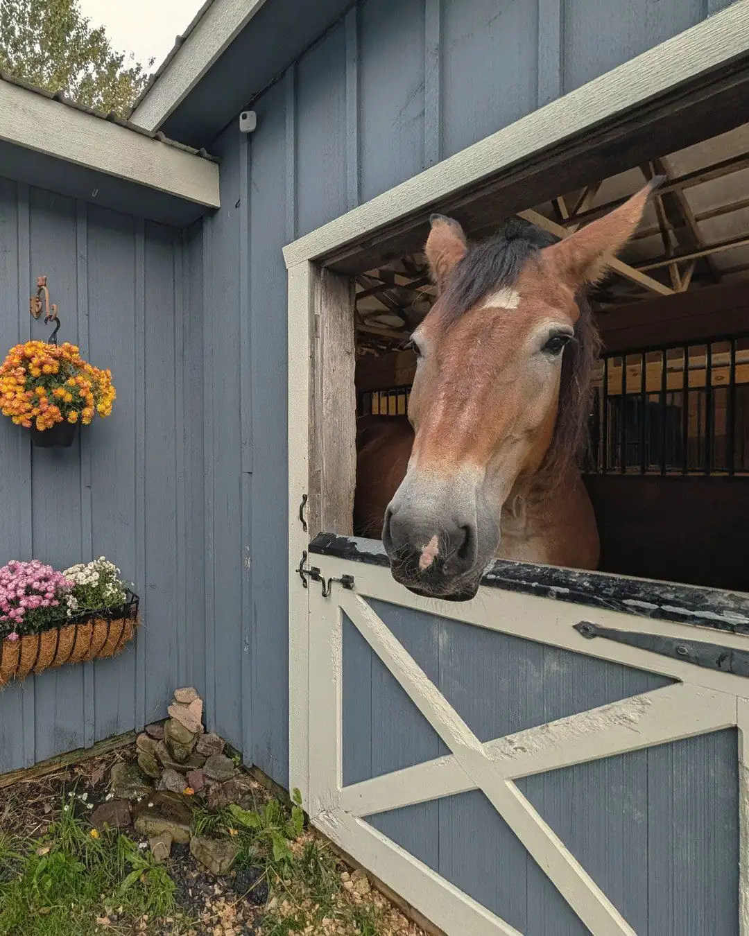 Freddy, a big brown horse, leaning out of a blue barn window above flower boxes
