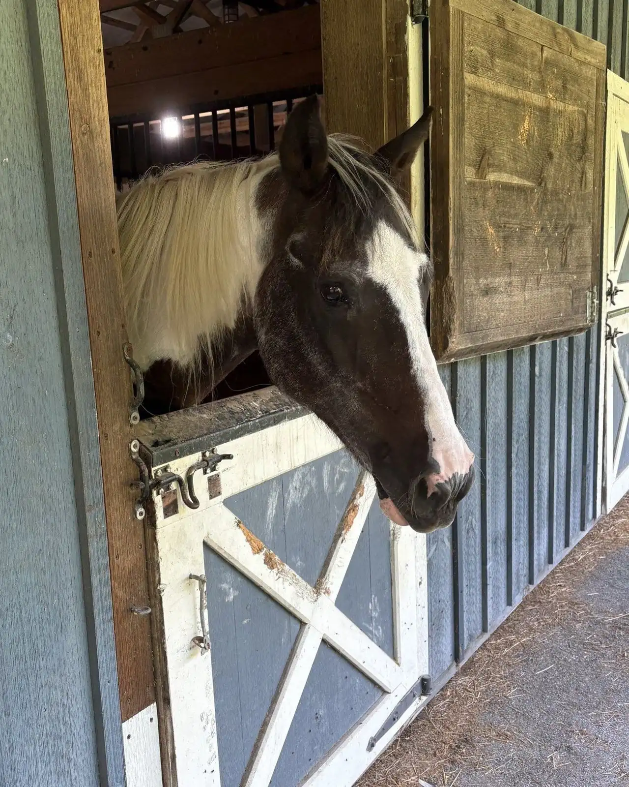 Ellie, a white-and-black horse, looking out over her stall door