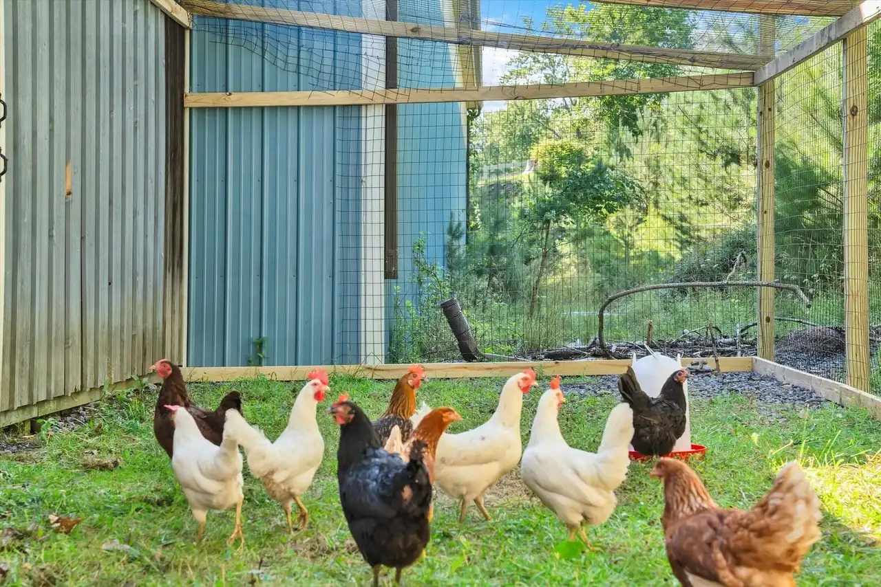 Hens and a rooster on the grass in front of the blue coop