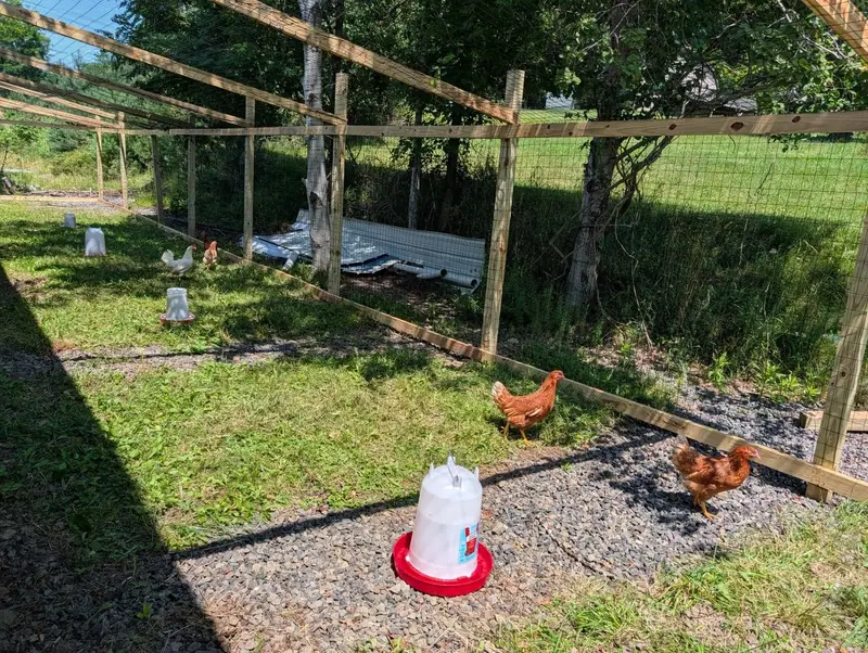 Happy chickens= quality eggs