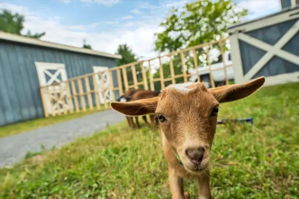 Meet your newest little friend.