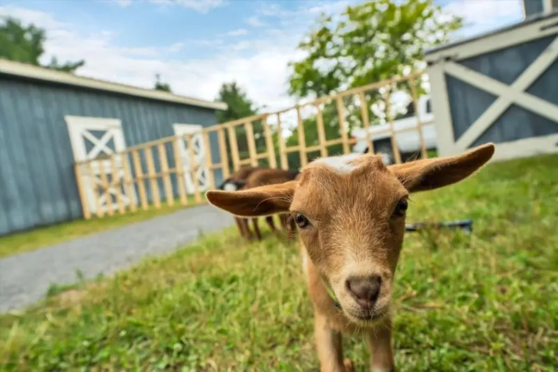 Meet your newest little friend.