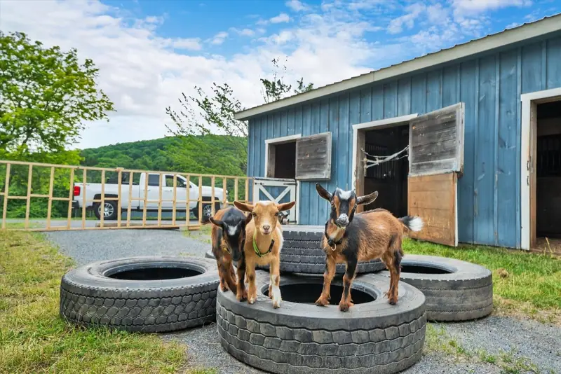 King of the tire pile. Goats on the farm, soaking up the summer sun.