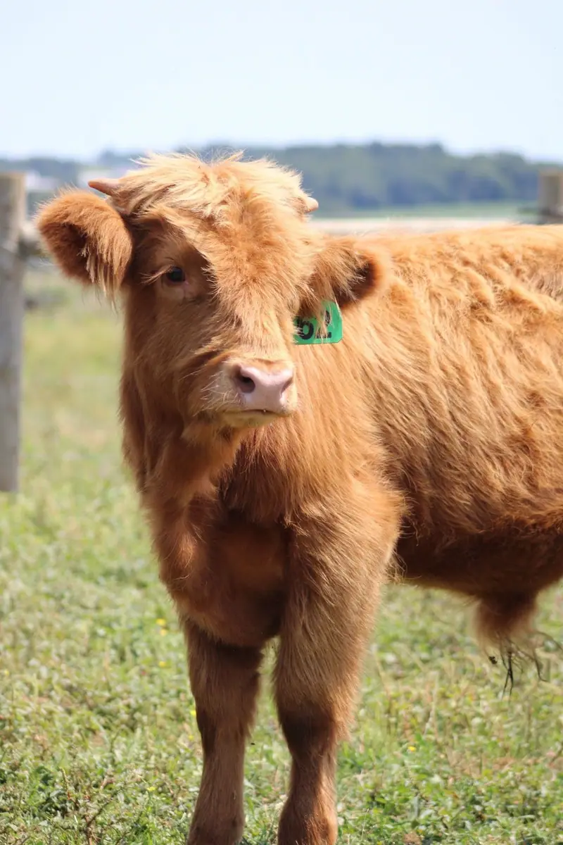 Play with our highland cow